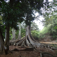 Nā Hoa Luana O Pu‘u Mālie