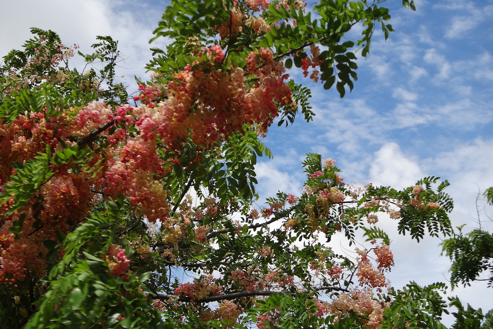 Nā Hoa Luana O Pu‘u Mālie