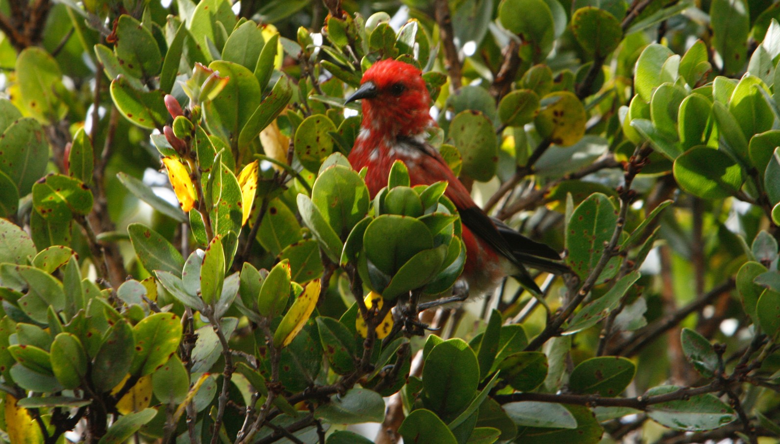 Nā Hoa Luana O Pu‘u Mālie